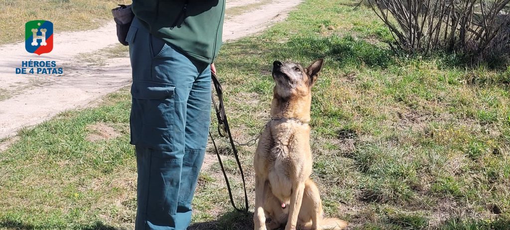Odín, Pastor Belga Malinois