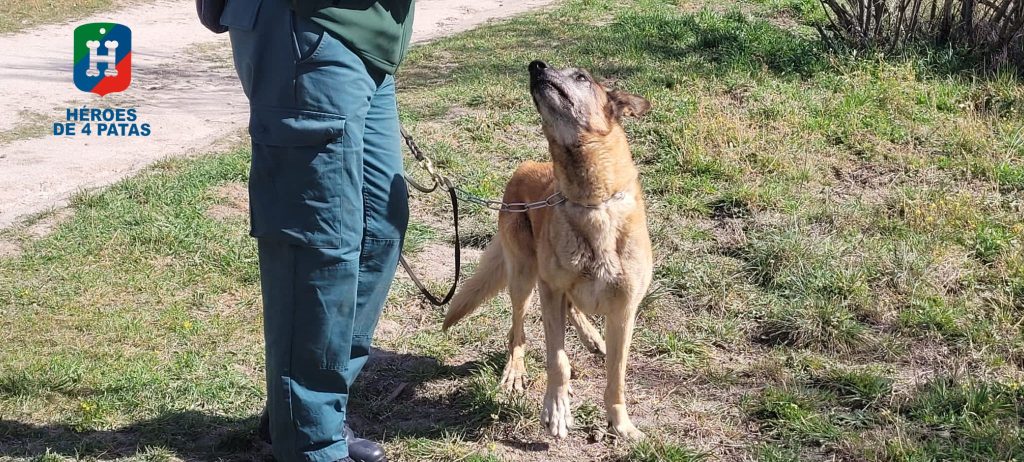 Odín, Pastor Belga Malinois