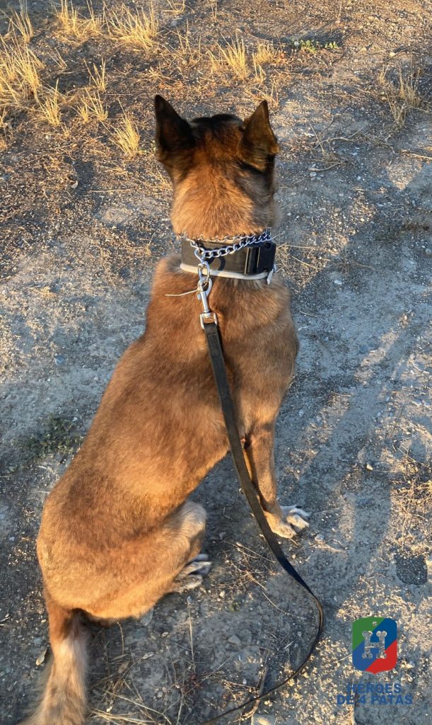 Arón, Pastor Belga Malinois