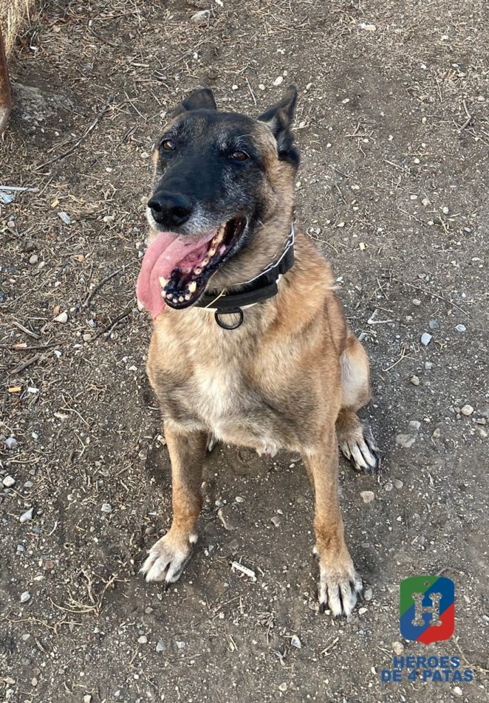 Arón, Pastor Belga Malinois