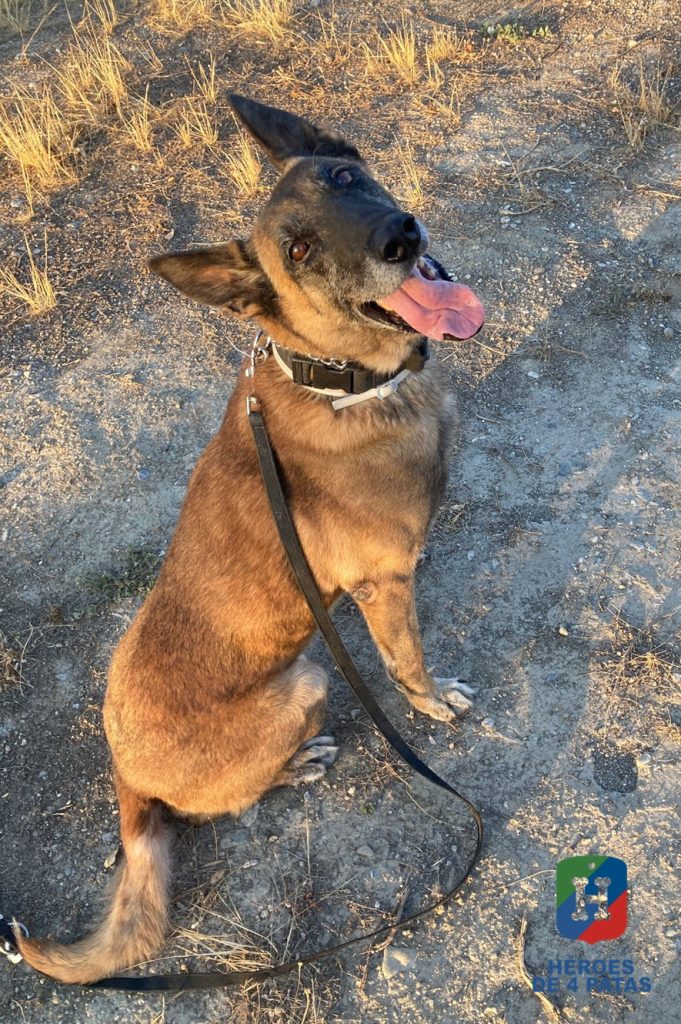Arón, Pastor Belga Malinois
