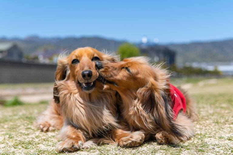 Perros héroes de 4 patas