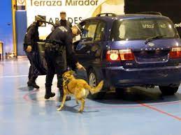 Arón, Pastor Belga Malinois