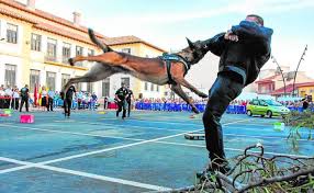 Arón, Pastor Belga Malinois