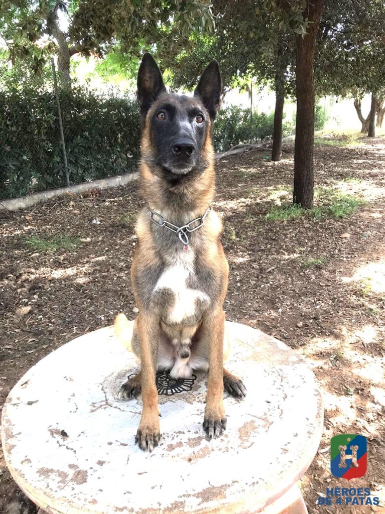 Bosco, Pastor Belga Malinois