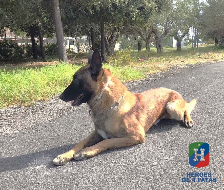 Bosco, Pastor Belga Malinois
