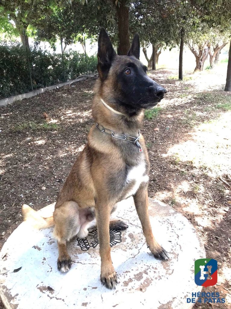 Bosco, Pastor Belga Malinois