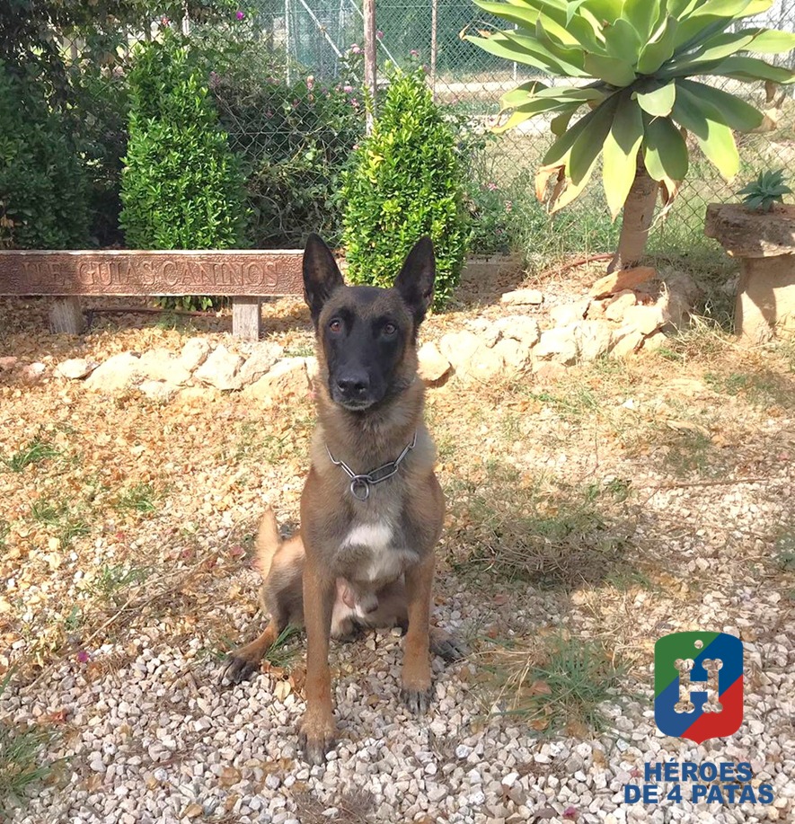 Bosco, Pastor Belga Malinois