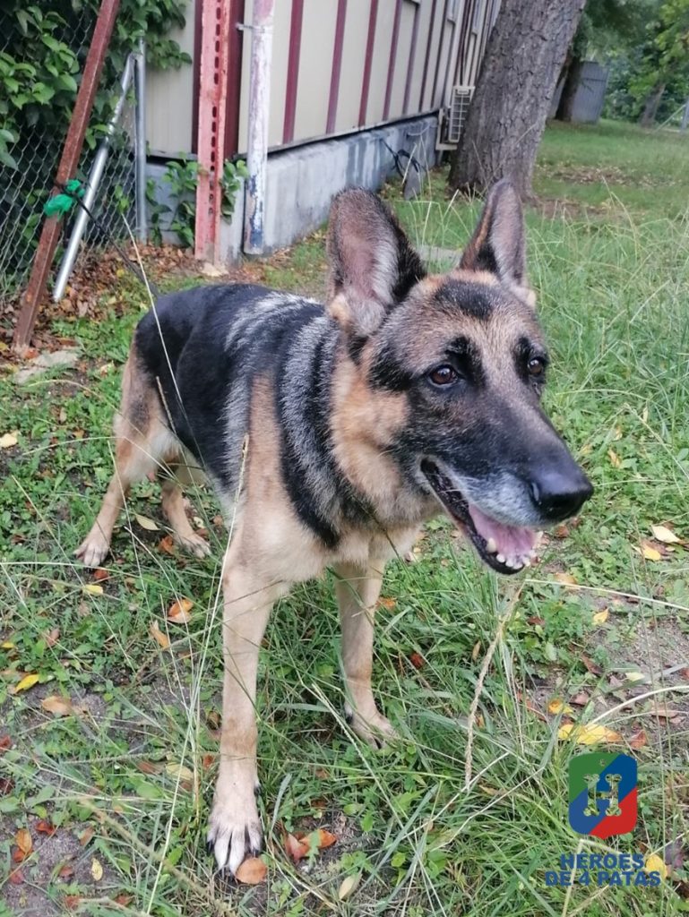 Lola, Pastor Alemán