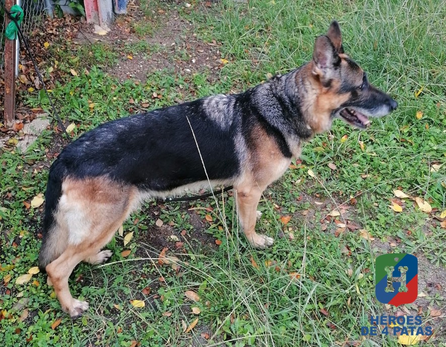 Lola, Pastor Alemán