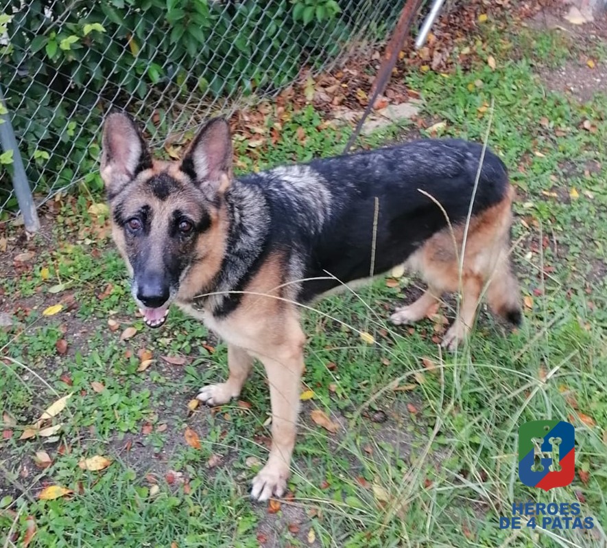 Lola, Pastor Alemán