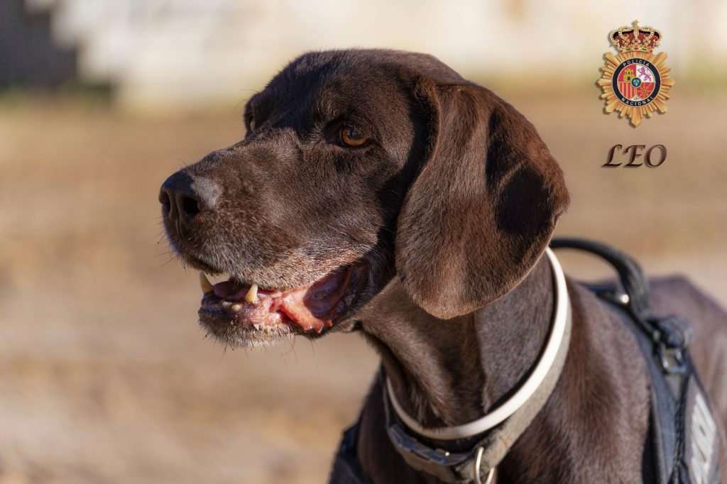 Leo, Braco