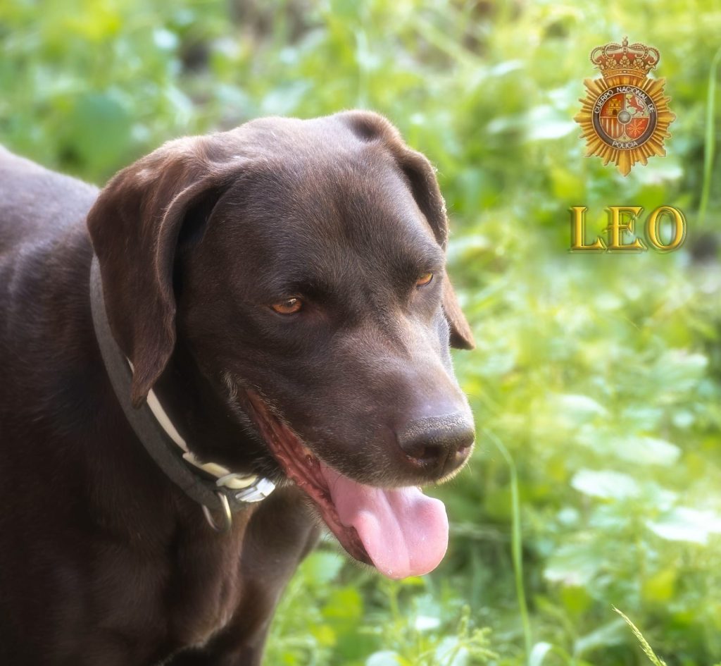 Leo, Braco