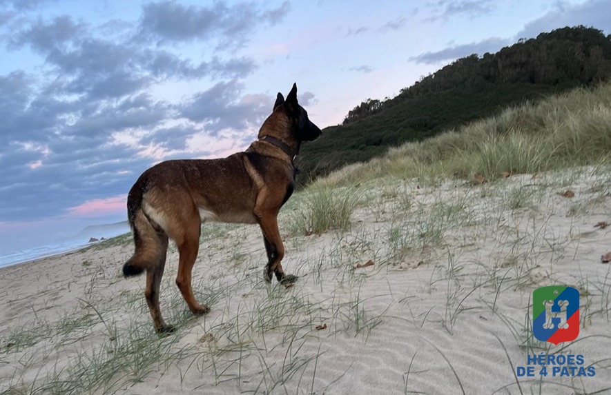 Turbo, Pastor Belga Malinois