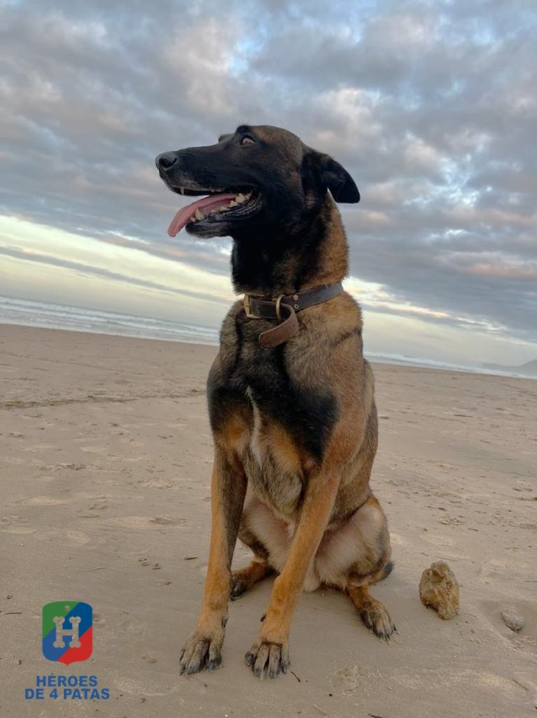 Turbo, Pastor Belga Malinois