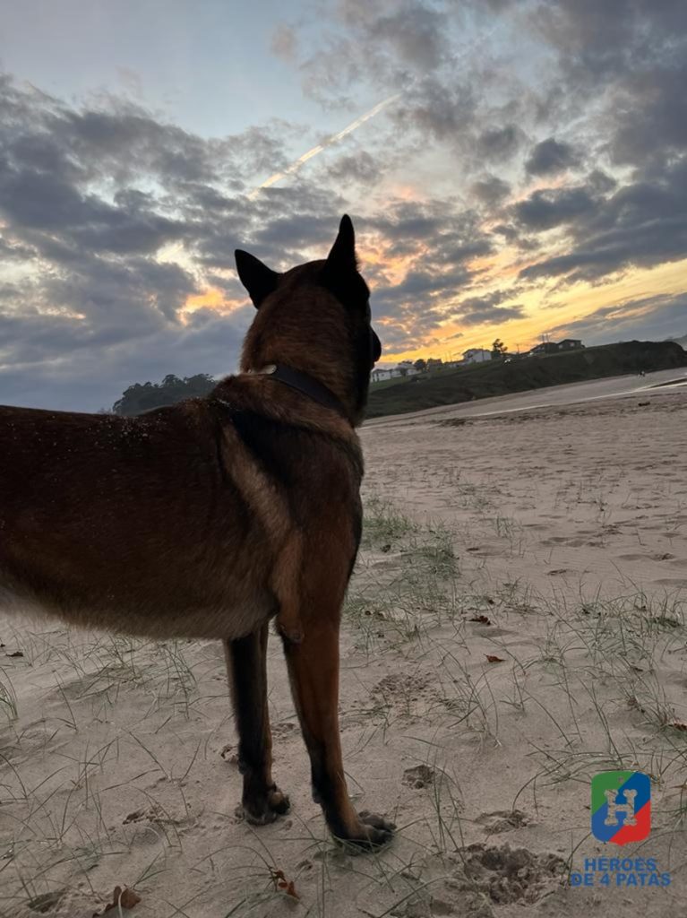 Turbo, Pastor Belga Malinois