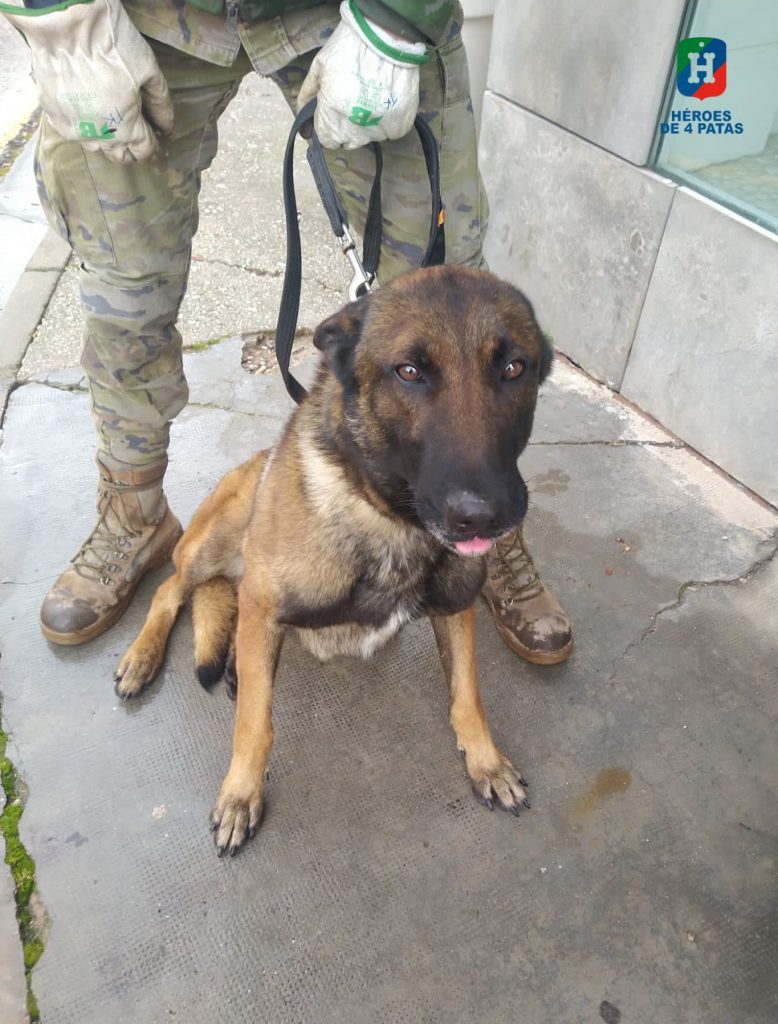 Turbo, Pastor Belga Malinois