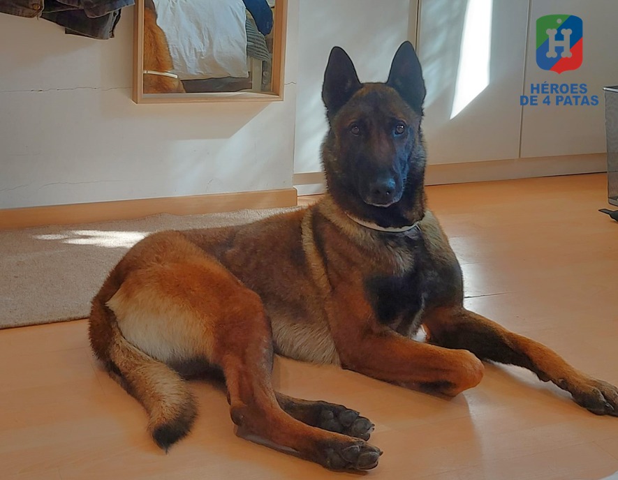 Turbo, Pastor Belga Malinois