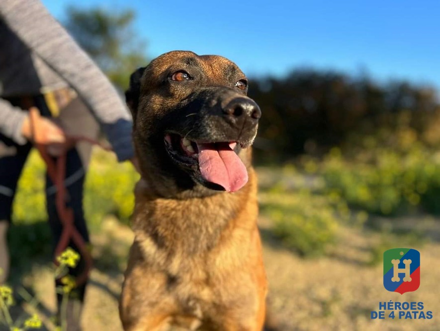 Epi, Pastor Belga Malinois