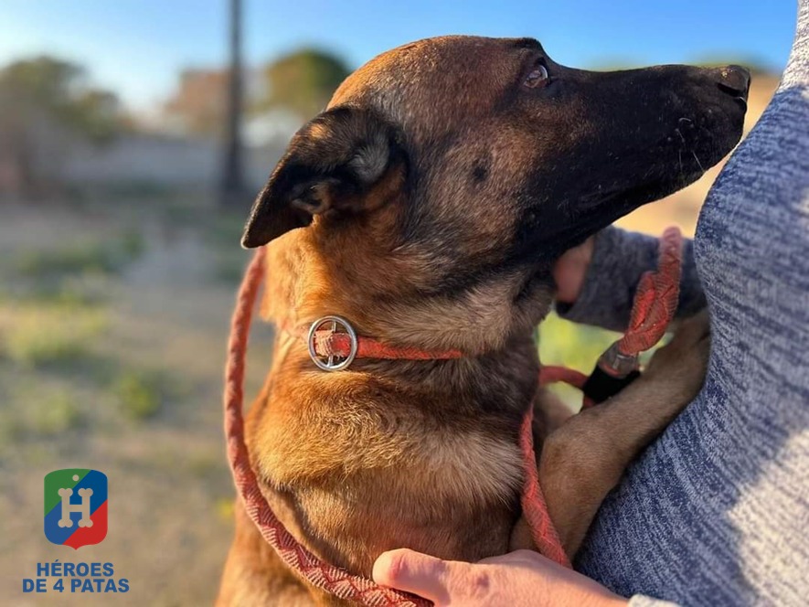 Epi, Pastor Belga Malinois