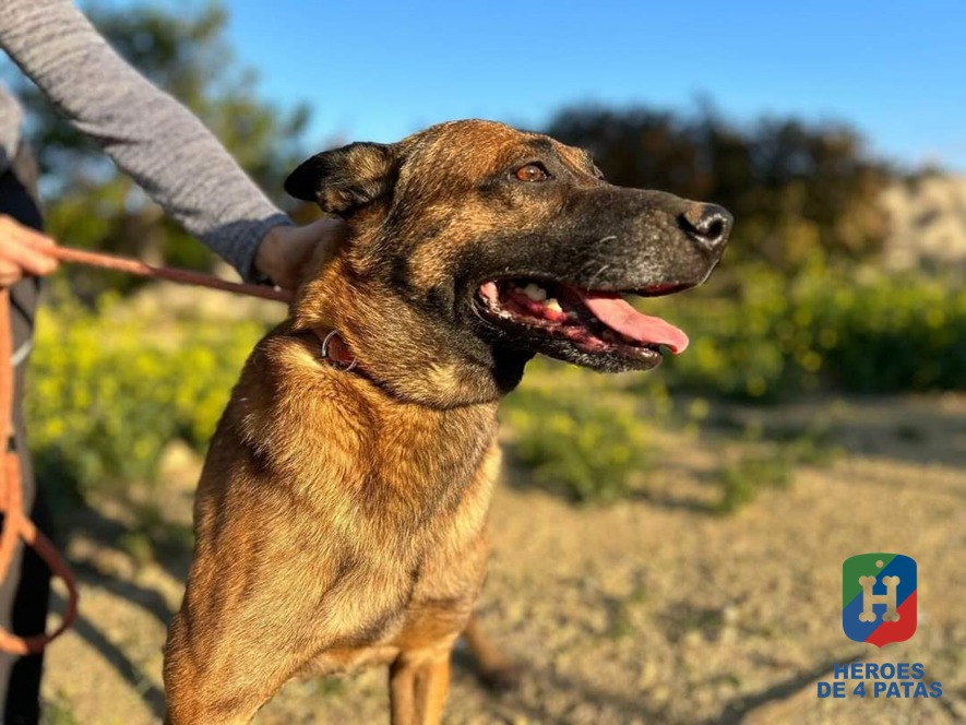 Epi, Pastor Belga Malinois