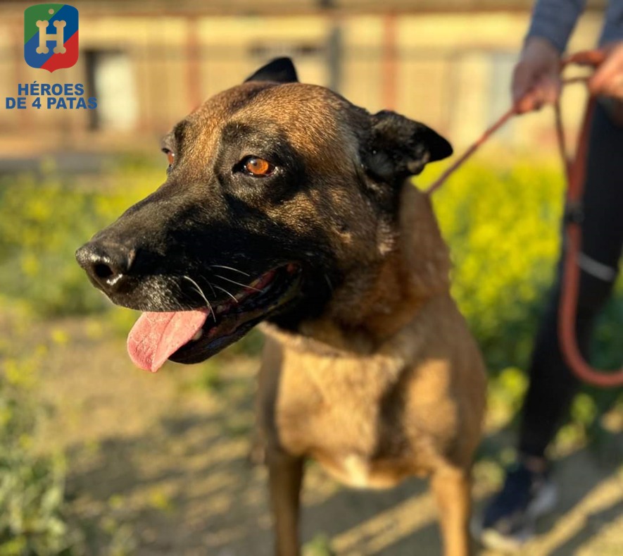 Blas, Pastor Belga Malinois
