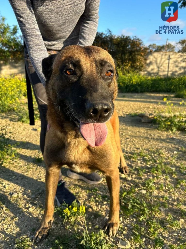 Blas, Pastor Belga Malinois