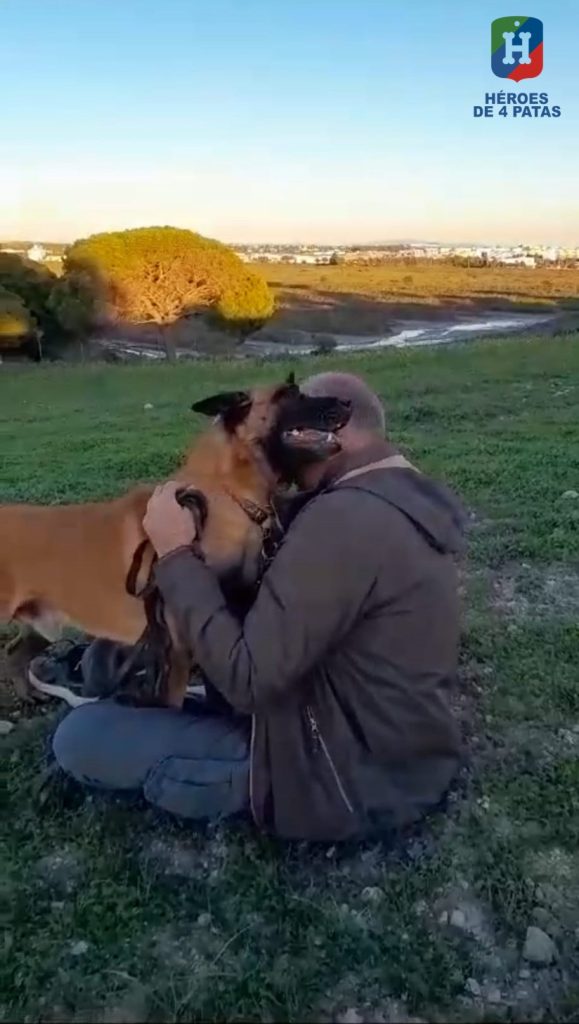 Blas, Pastor Belga Malinois