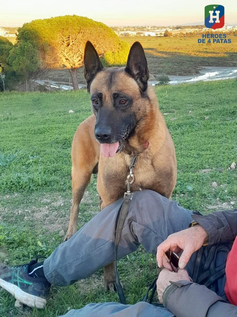 Blas, Pastor Belga Malinois