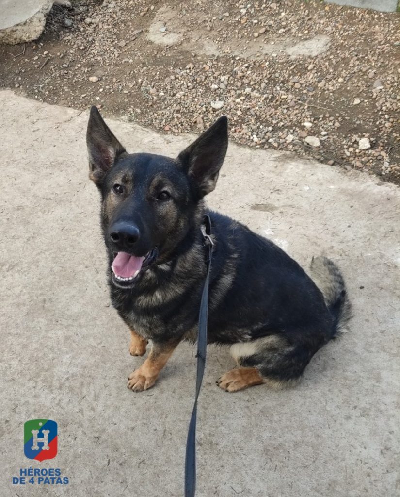 Roll, Pastor Alemán