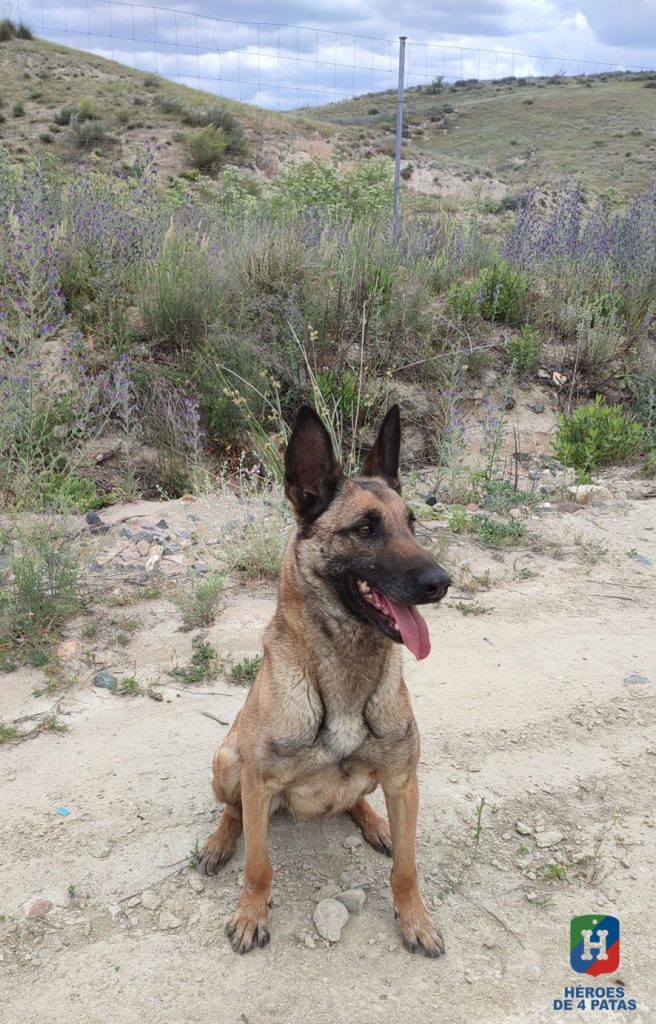 Popea, Pastor Belga Malinois