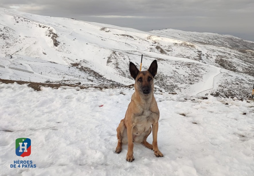 Popea, Pastor Belga Malinois