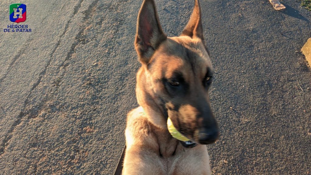 Uka, pastor Belga Malinois