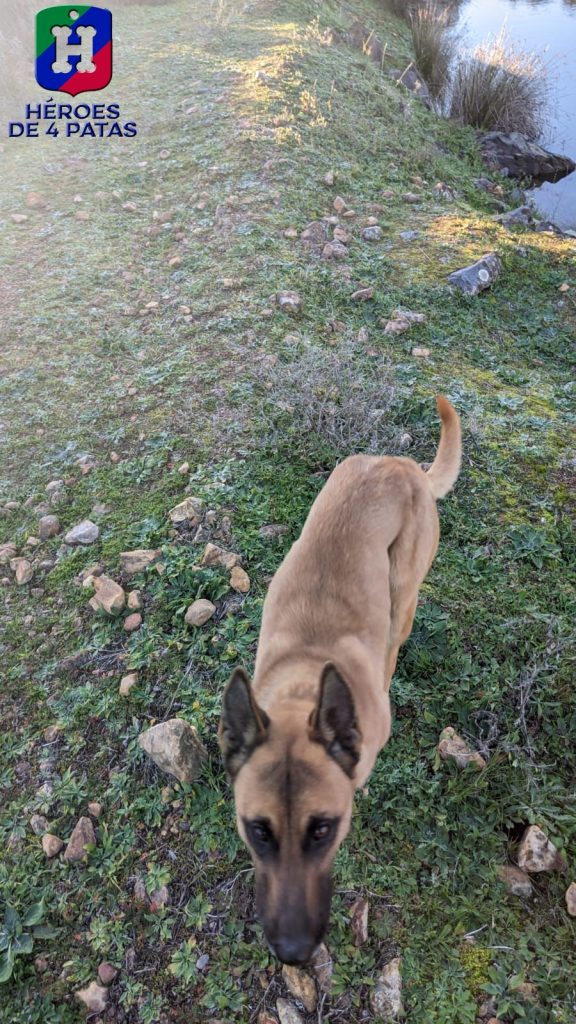 Uka, pastor Belga Malinois