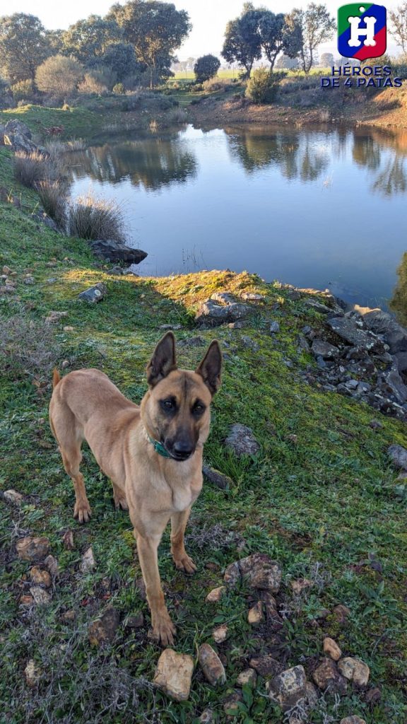 Uka, pastor Belga Malinois