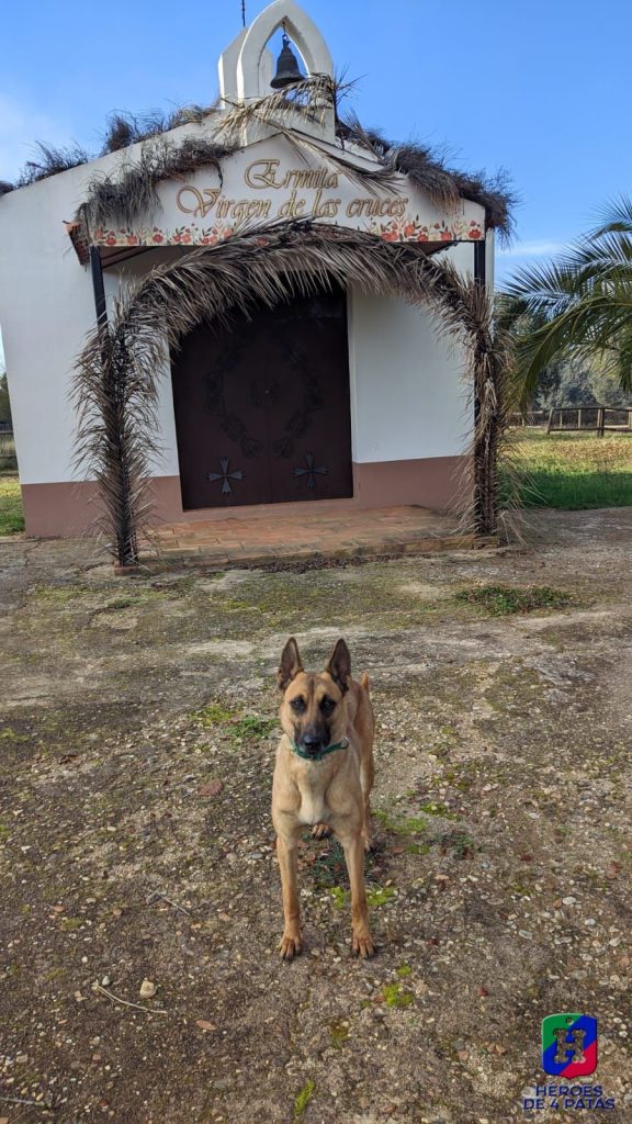 Uka, pastor Belga Malinois