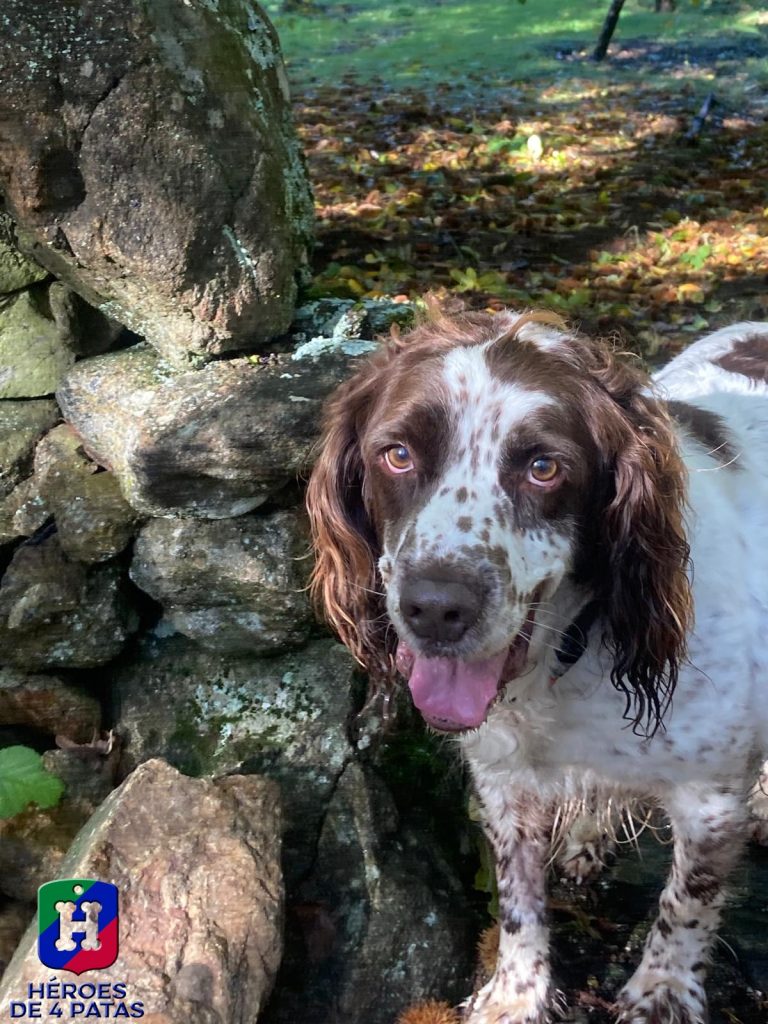 Drago, Springel Spaniel