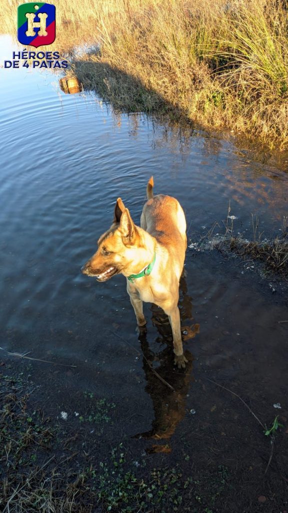 Uka, pastor Belga Malinois