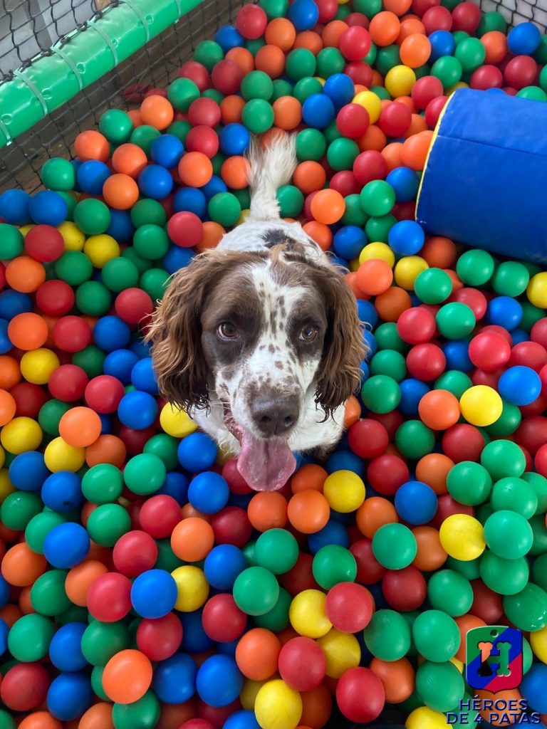 Drago, Springel Spaniel