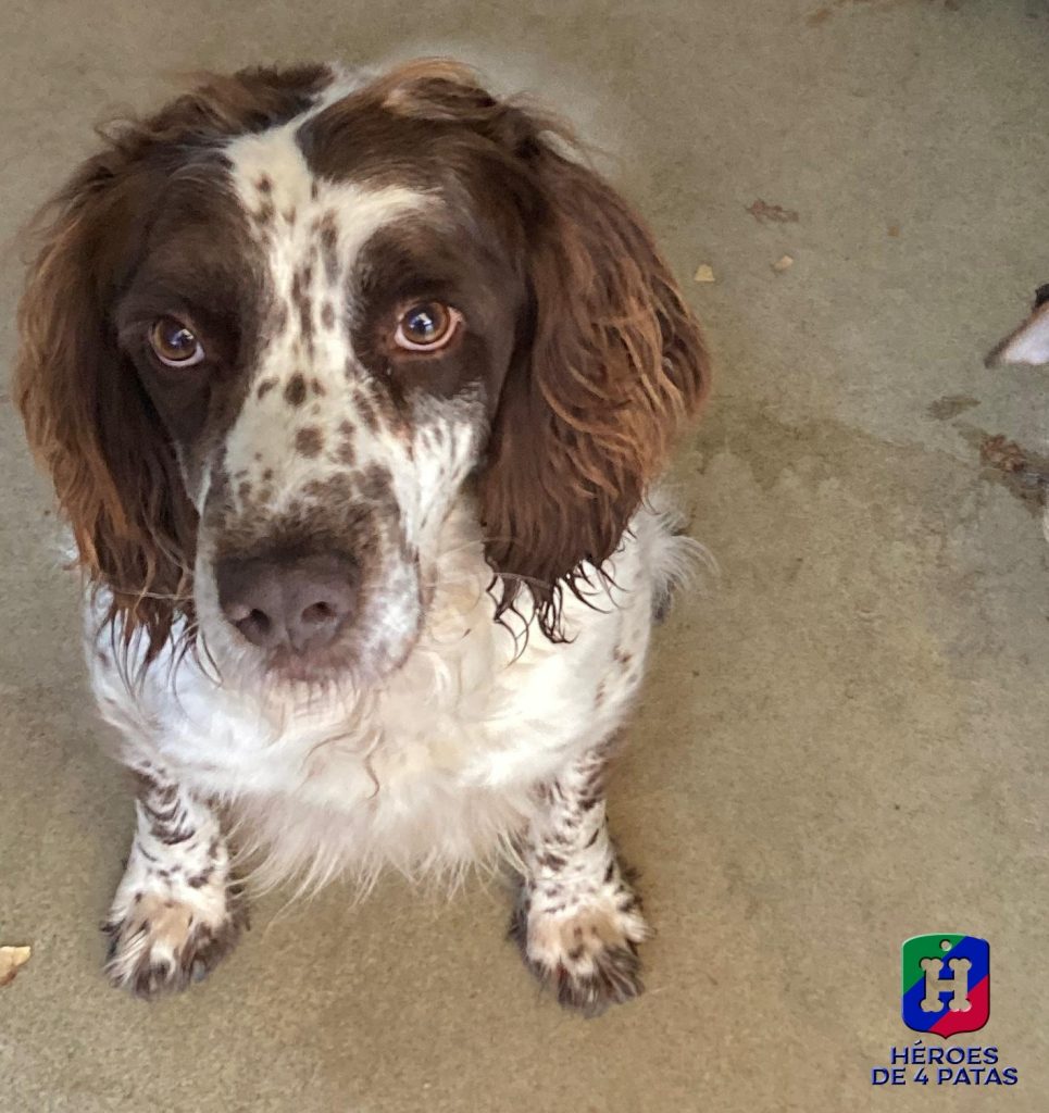 Drago, Springel Spaniel