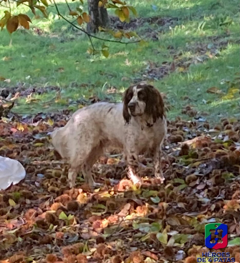 Drago, Springel Spaniel