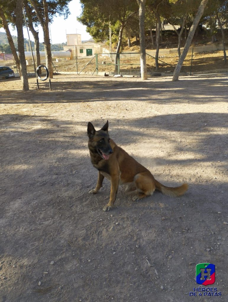 Pardo, Pastor Belga Malinois