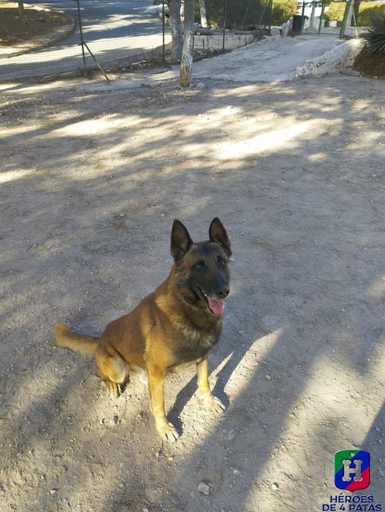 Pardo, Pastor Belga Malinois