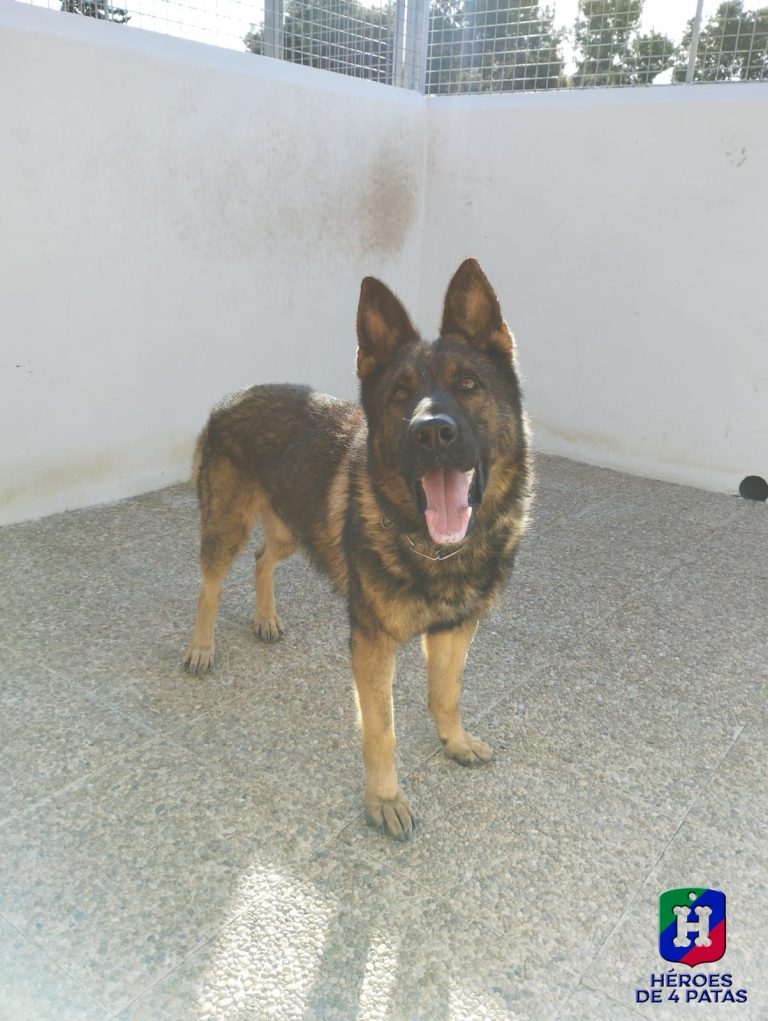 Forrest. Pastor Alemán