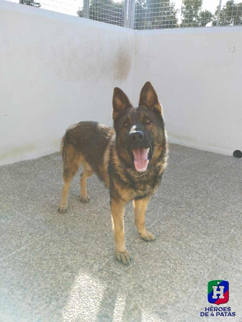 Forrest. Pastor Alemán