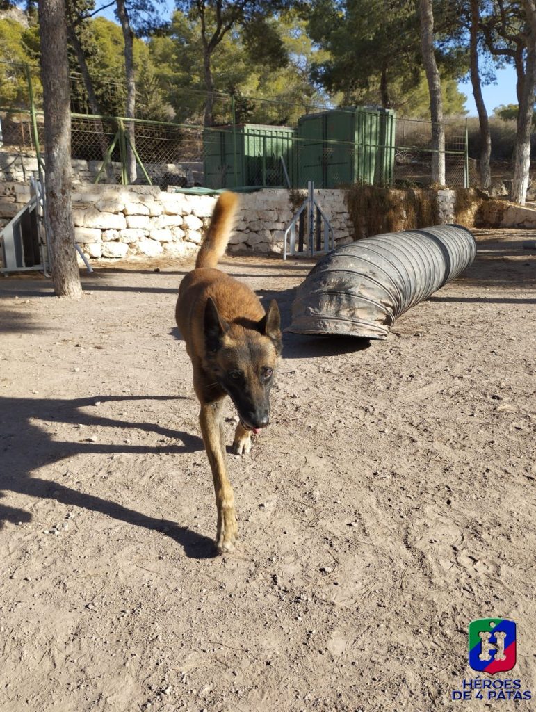 Pardo, Pastor Belga Malinois