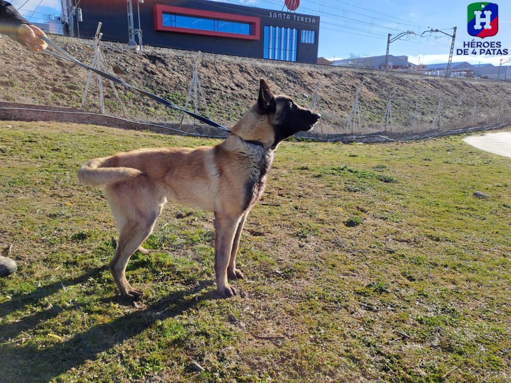 Arpón, Pastor Belga Malinois