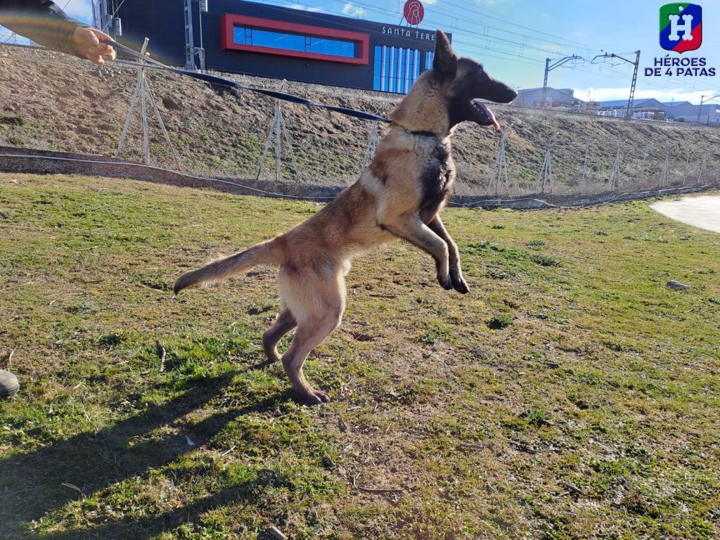 Arpón, Pastor Belga Malinois
