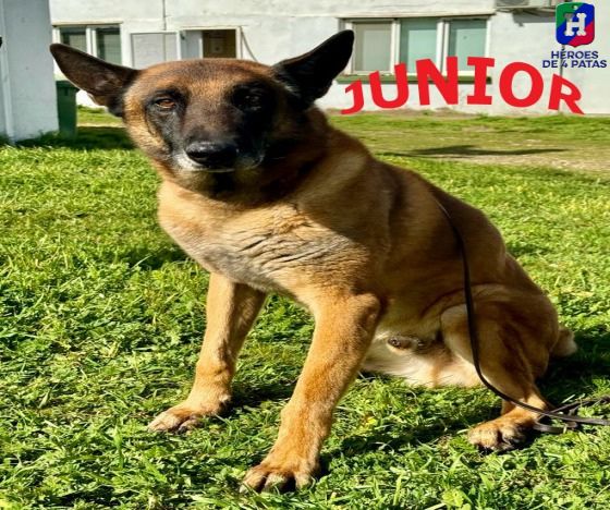 Junior, Pastor Belga Malinois