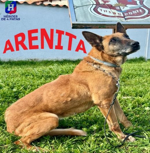 Arenita, Pastor Belga Malinois